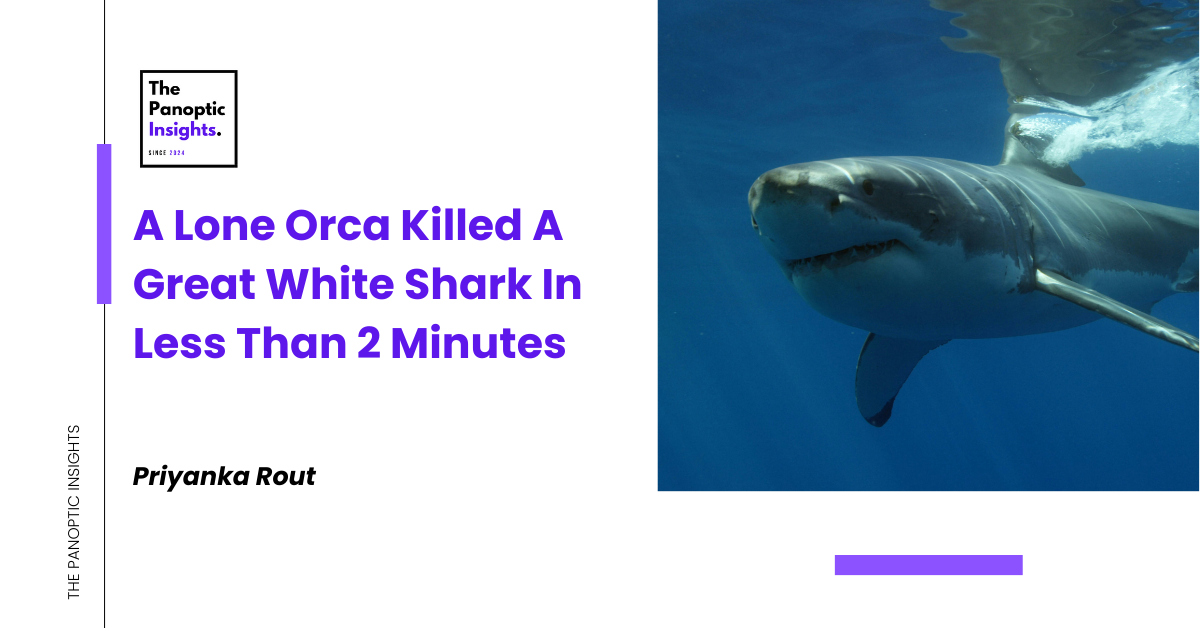 A Lone Orca Killed A Great White Shark In Less Than 2 Minutes