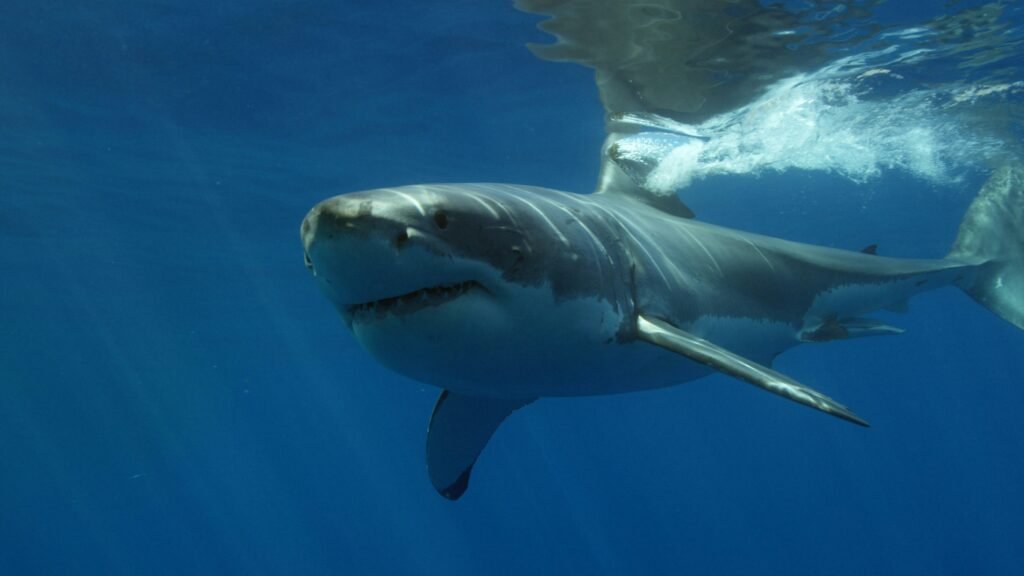 A Lone Orca Killed A Great White Shark